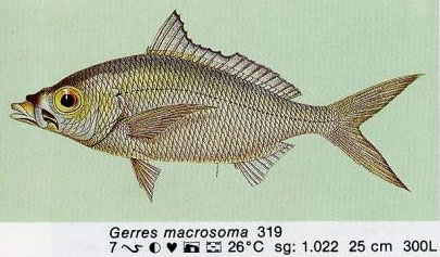 Gerres macrosoma
